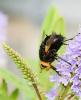 Tachina grossa